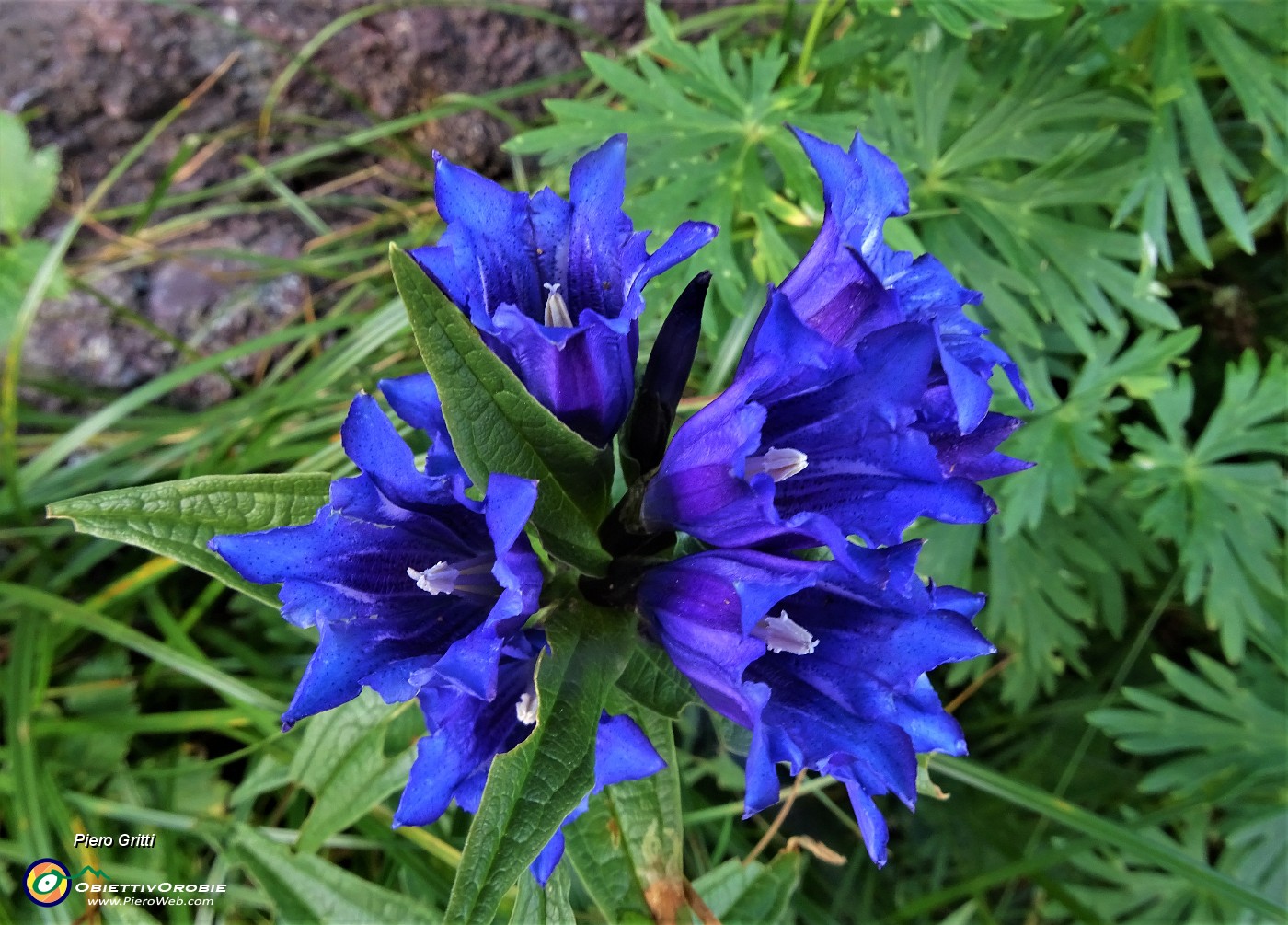 94  Genziana minore (Gentiana asclepiadea).JPG